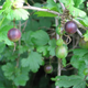 Image for article titled The Tastiest Berries That Grow Wild In North America